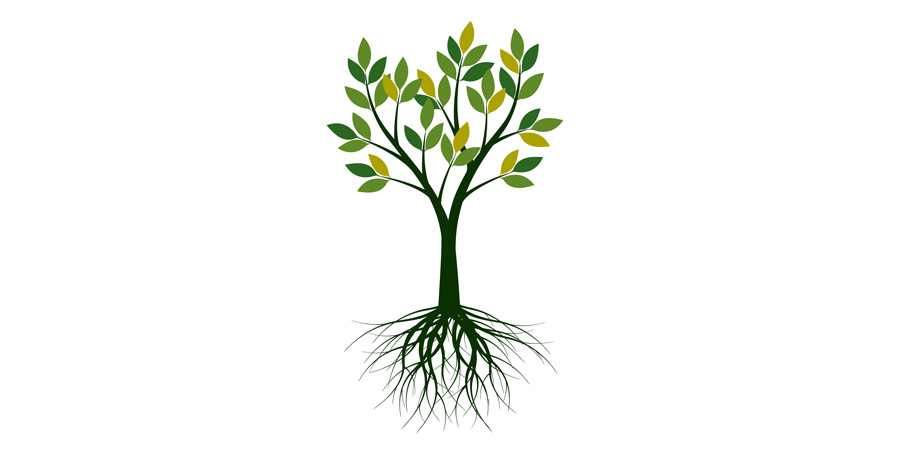 planting roots planting roots building futures